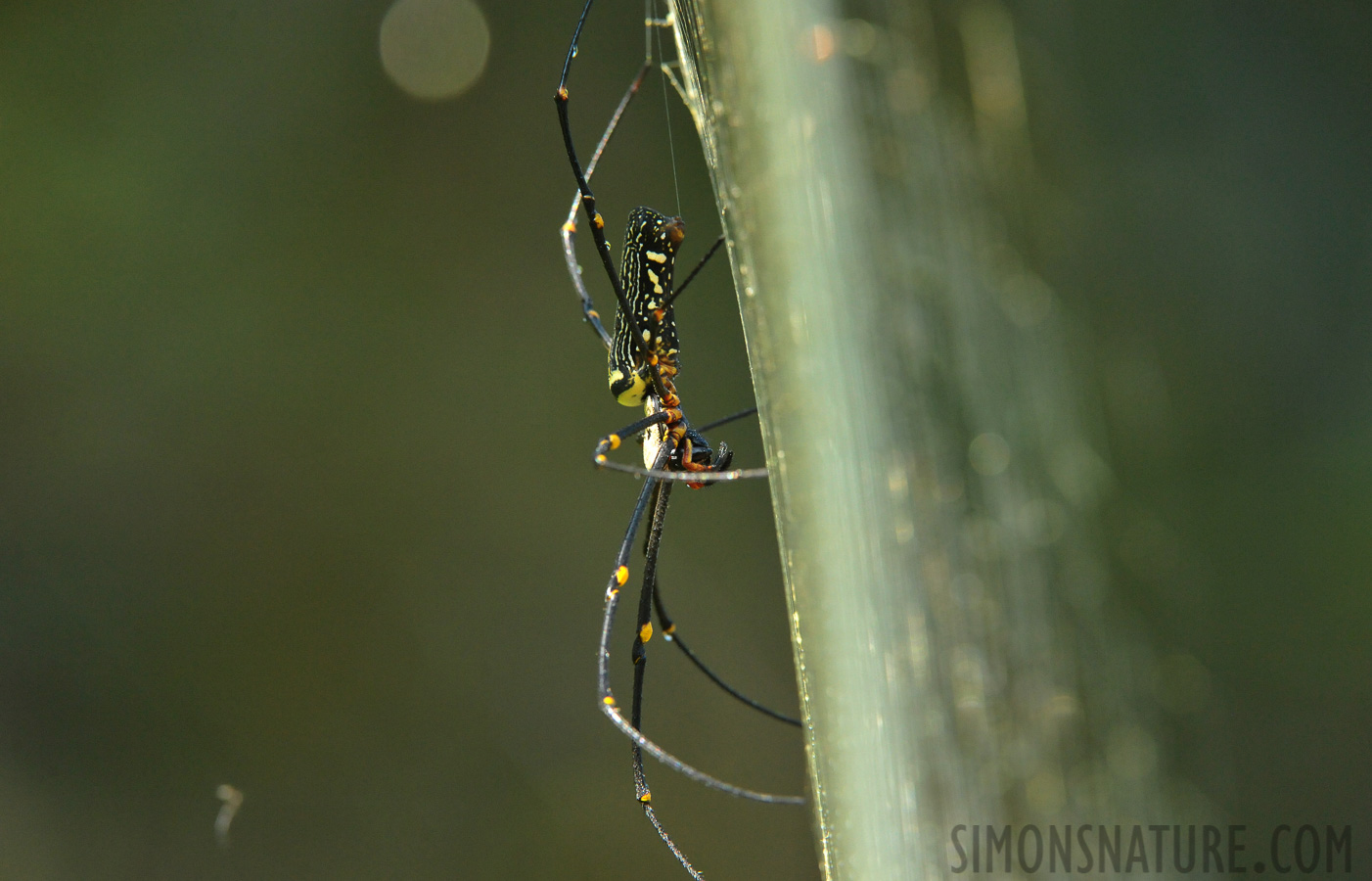 Nephila pilipes jalorensis [280 mm, 1/640 Sek. bei f / 9.0, ISO 4000]